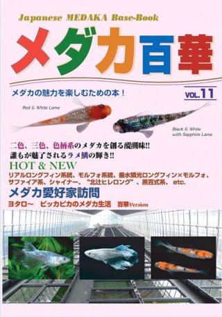 メダカ百華シリーズ - あらしまやメダカオンラインショップ
