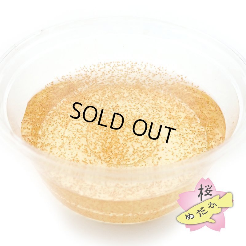 画像2: 生 タマミジンコ （３〜５ｇ）（※在庫状況によってお届けまでお時間頂戴する場合がございます） (2)