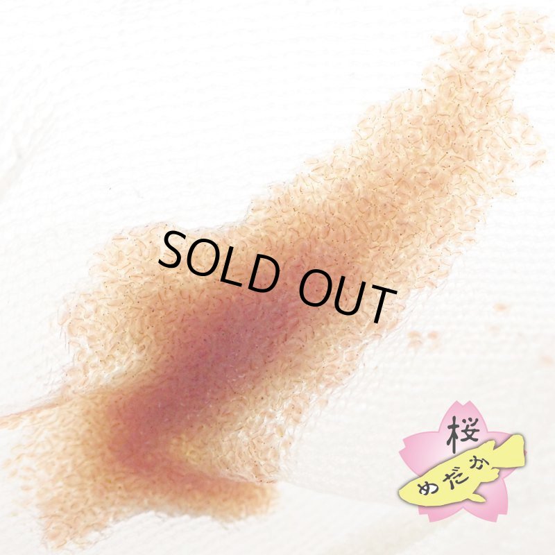 画像3: 生 タマミジンコ （３〜５ｇ）（※在庫状況によってお届けまでお時間頂戴する場合がございます） (3)