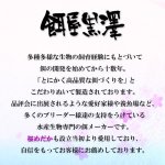 画像3: 餌屋黒澤プレミアム【桜 さくら】健康フード 25g (3)