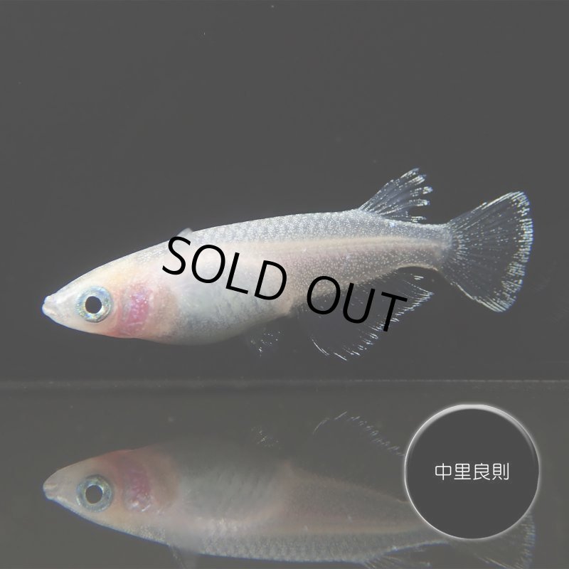 画像4: HAKU Mサイズ 1ペア (4)