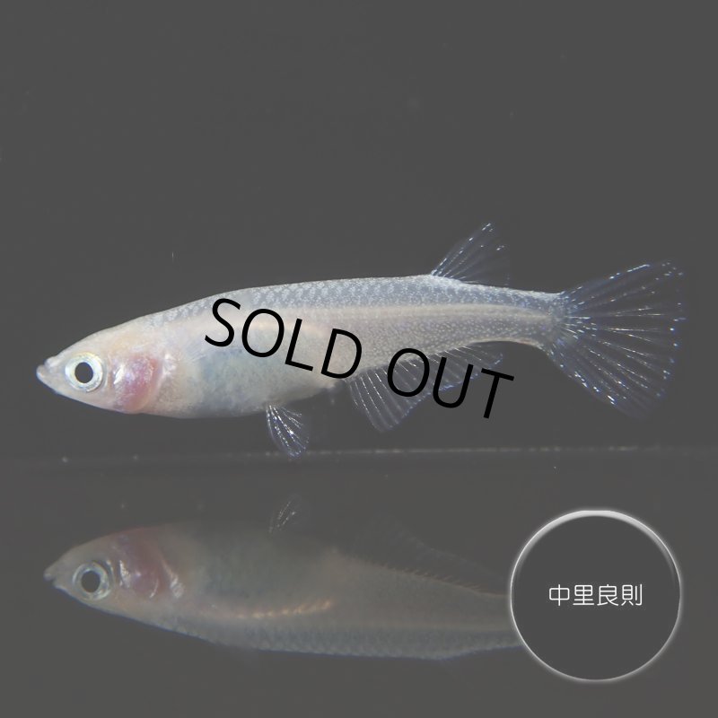 画像5: HAKU Mサイズ 1ペア (5)