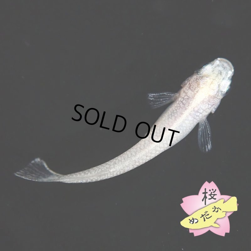 画像3: HAKU Mサイズ 1ペア (3)