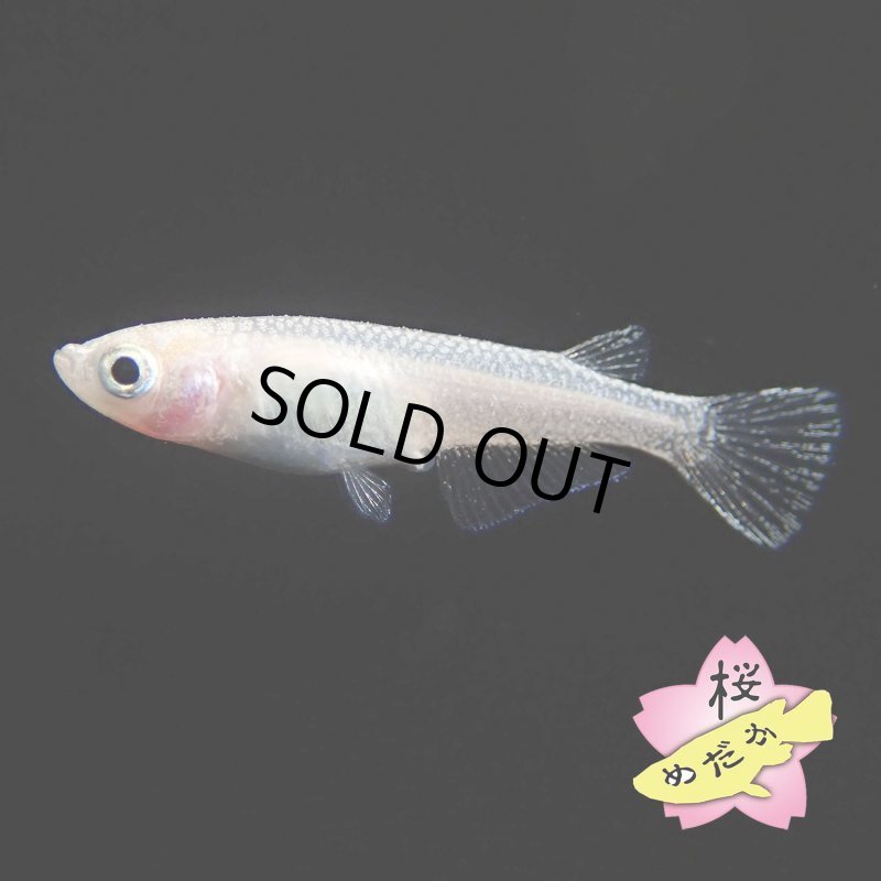 画像2: HAKU Mサイズ 1ペア (2)