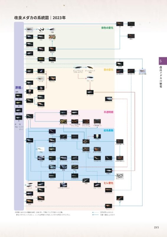 画像7: 100年メダカ 2024 〜改良メダカ大図鑑〜 vol.21 (7)