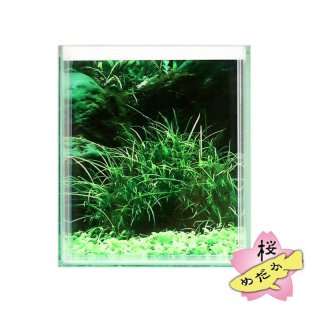 めだかページ メダカ選別用 アクリルケース / アクリルざんまい[直売 本店]