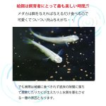 画像3: メダカ食堂 （クリア） (3)