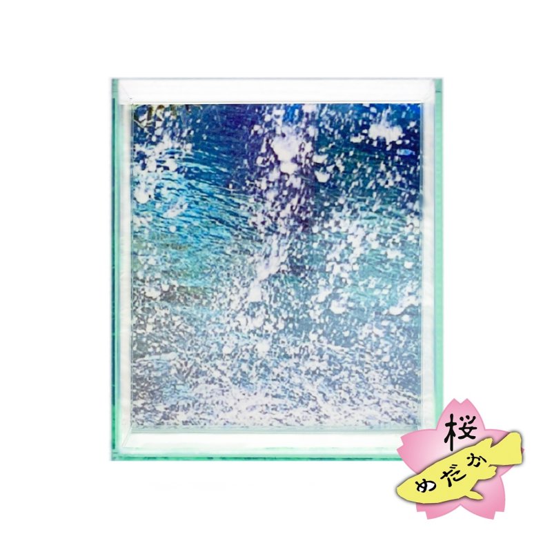 画像1: 展示・撮影用 バエバエケース水槽 Type4 (1)