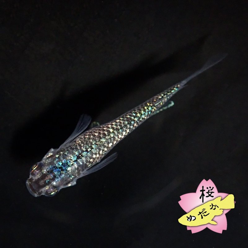 画像1: ステラブラック  Mサイズ 1ペア (1)