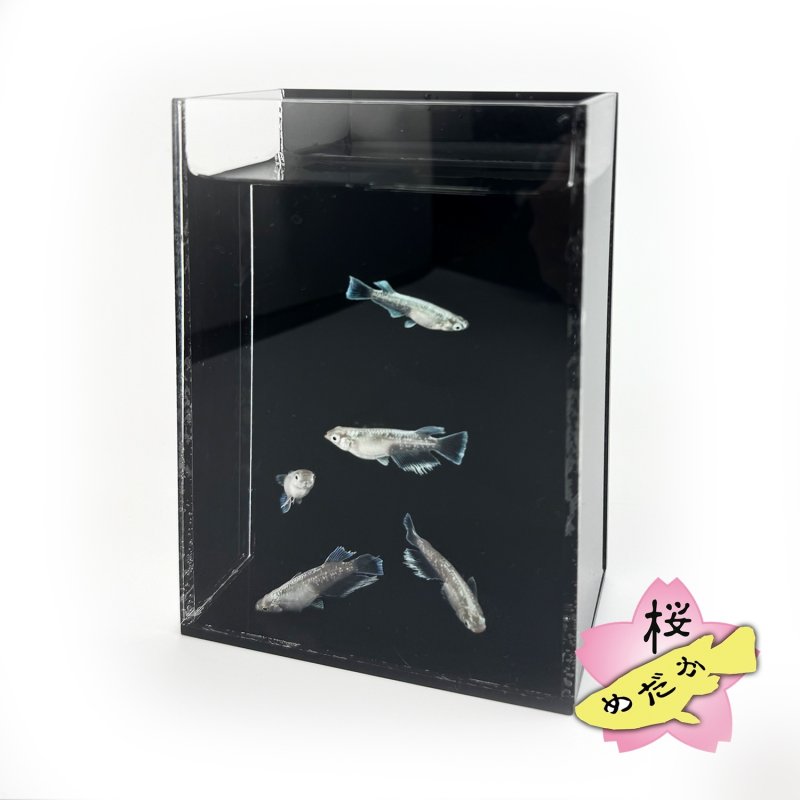 画像5: メダカ用・スマホ撮影ケース（単品・プレートセット） (5)