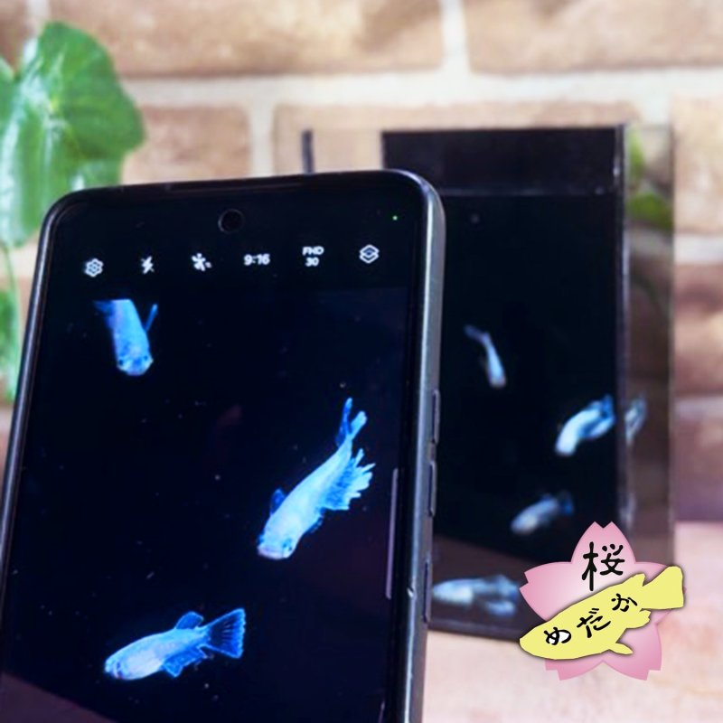 画像6: メダカ用・スマホ撮影ケース（単品・プレートセット） (6)