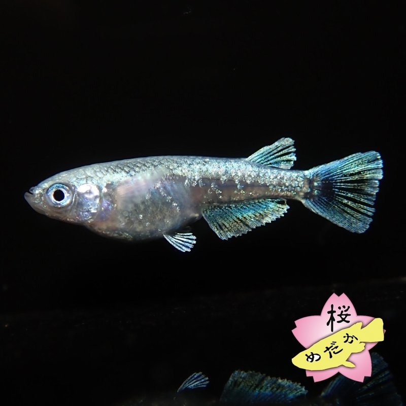 画像3: タルミロングフィン 1ペア Mサイズ  (3)