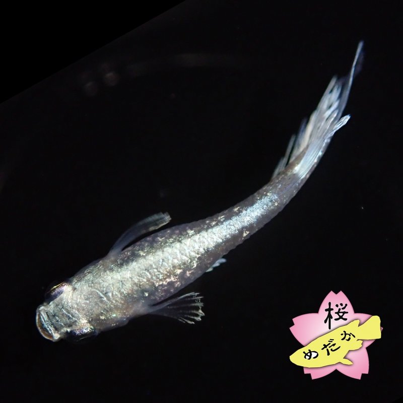 画像4: タルミロングフィン 1ペア Mサイズ  (4)