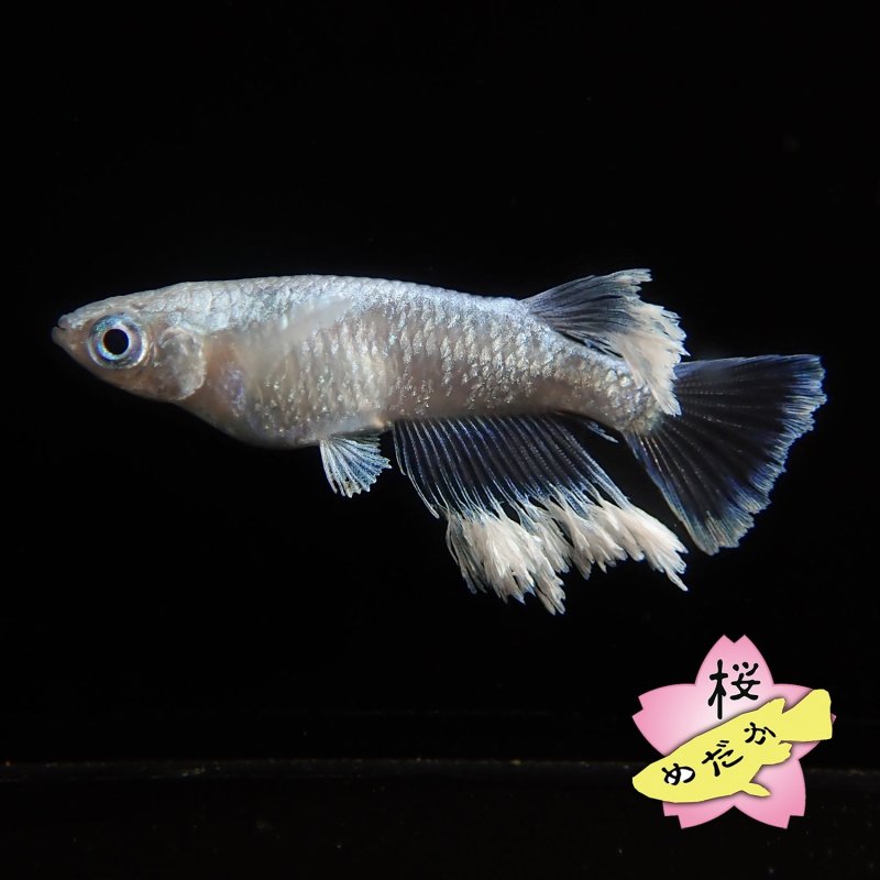 画像6: タルミロングフィン 1ペア Mサイズ  (6)