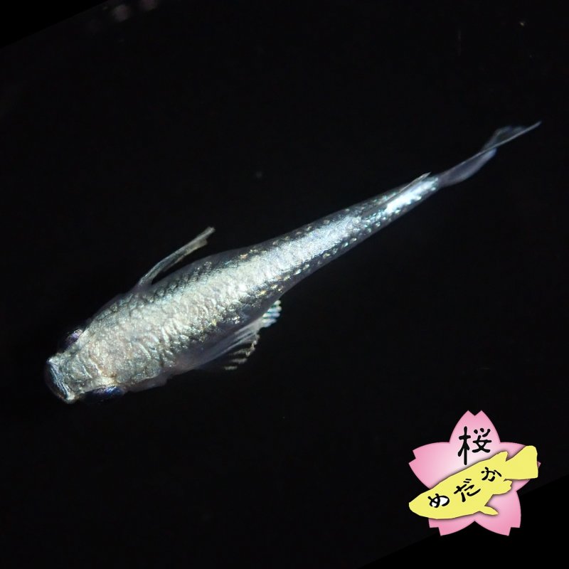 画像5: タルミロングフィン 1ペア Mサイズ  (5)