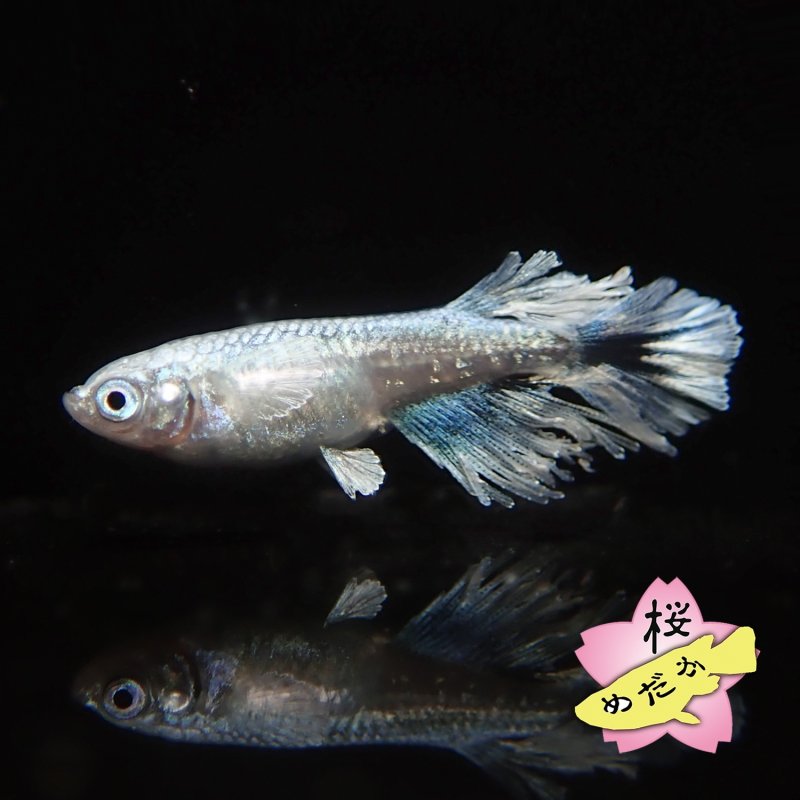 画像3: グラディオ  1ペア Mサイズ (3)