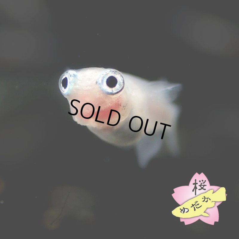 画像3: ポニョ(出目目前透明鱗) 1ペア Mサイズ (3)