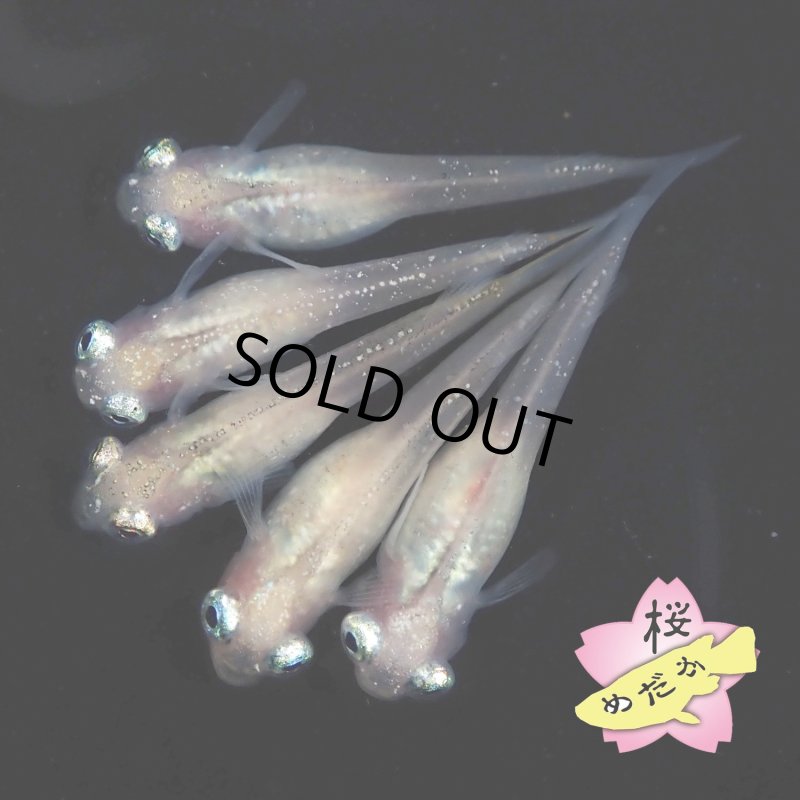 画像5: ポニョ(出目目前透明鱗) 1ペア Mサイズ (5)