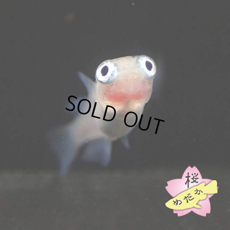 画像4: ポニョ(出目目前透明鱗) 1ペア Mサイズ (4)