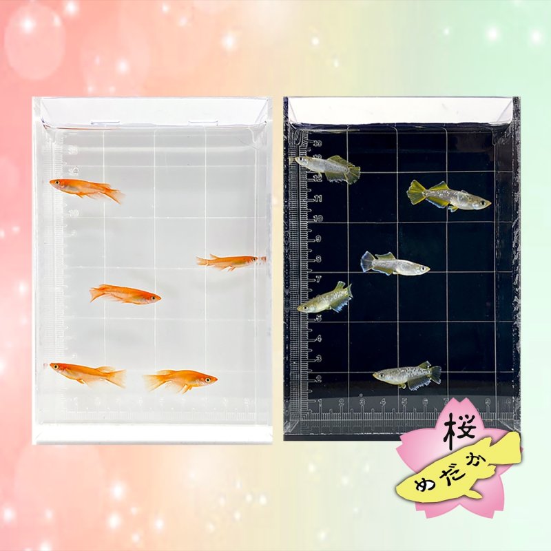 画像4: メダカ用・スマホ撮影ケース専用サイズプレート (4)