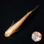 画像4: ローズジュエル MLサイズ 1ペア 〜小野めだかブリード〜 (4)