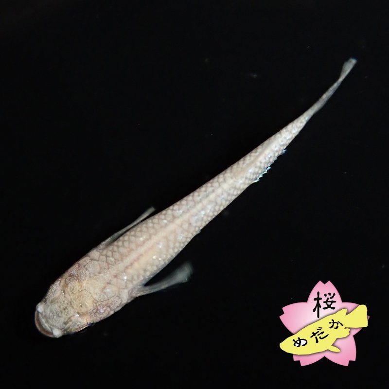 画像2: スノーホワイト Mサイズ  1ペア (2)