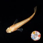 画像3: ローズジュエル MLサイズ 1ペア 〜小野めだかブリード〜 (3)