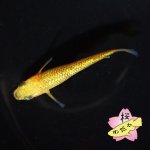 画像3: サンシャインMサイズ  2ペアセット (3)