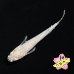 画像1: スノーホワイト Mサイズ  2ペアセット (1)
