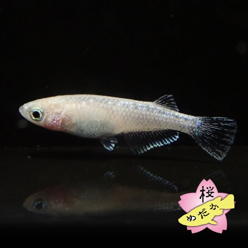 画像3: スノーホワイト Mサイズ  1ペア (3)