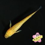 画像2: サンシャインMサイズ  2ペアセット (2)