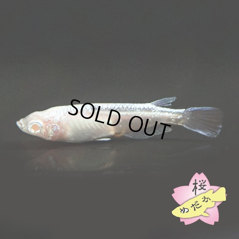 画像4: 王妃 Mサイズ 1ペア (4)