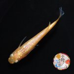 画像2: ローズジュエル MLサイズ 1ペア 〜小野めだかブリード〜 (2)