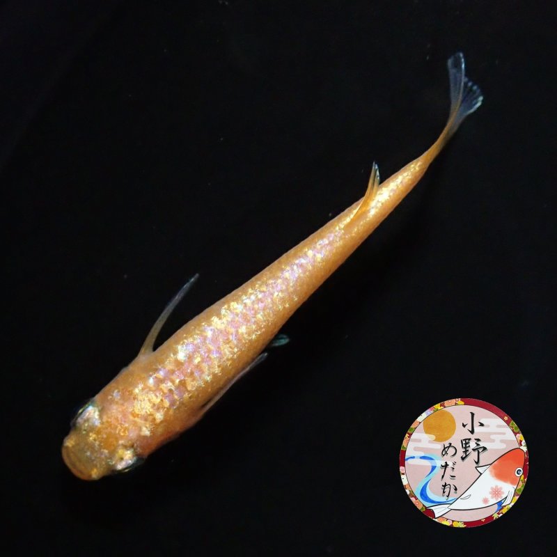 画像2: ローズジュエル MLサイズ 1ペア 〜小野めだかブリード〜 (2)