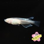 画像2: 王妃 Mサイズ 1ペア (2)
