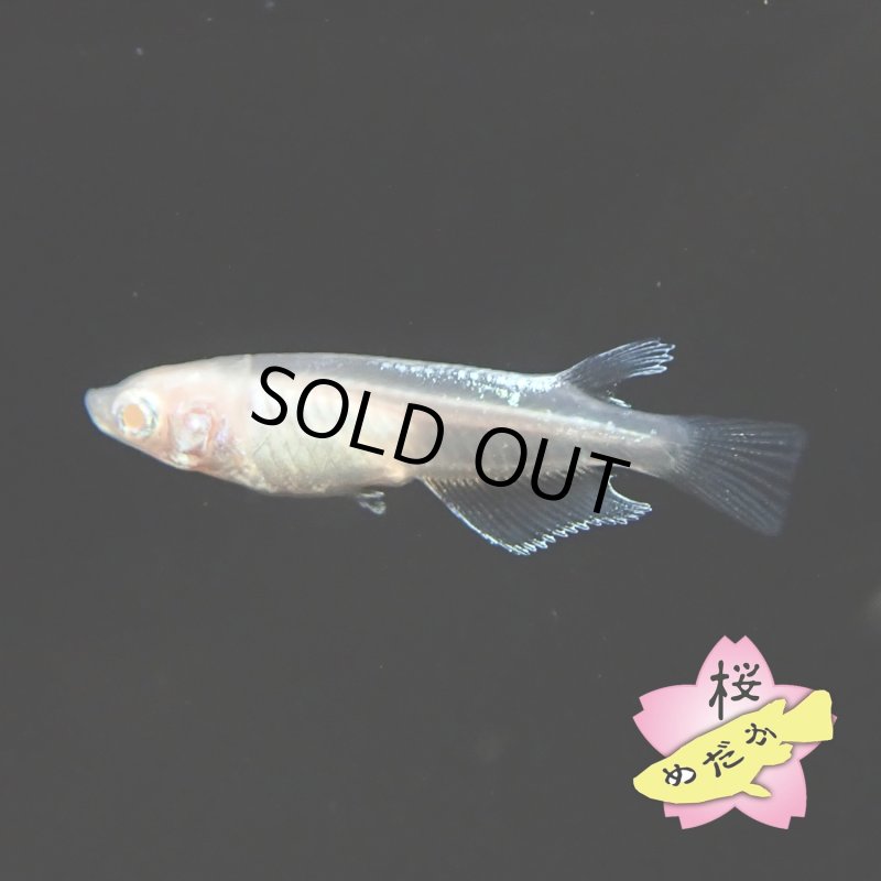 画像2: 王妃 Mサイズ 1ペア (2)