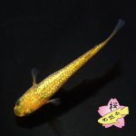 画像1: サンシャインMサイズ  2ペアセット (1)