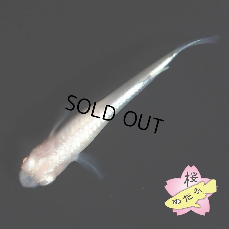 画像1: 王妃 Mサイズ 1ペア (1)