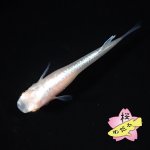 画像3: 王妃 Mサイズ 1ペア (3)