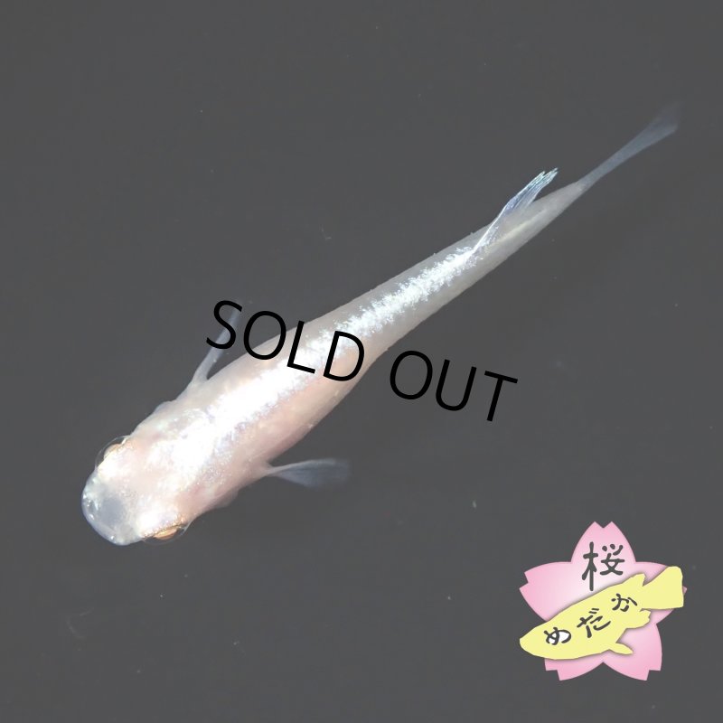 画像3: 王妃 Mサイズ 1ペア (3)