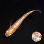 画像1: ローズジュエル MLサイズ 1ペア 〜小野めだかブリード〜 (1)