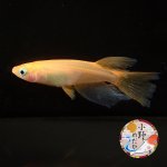 画像1: 紅帝リアルロングフィン Lサイズ 1ペア 〜小野めだかブリード〜 (1)
