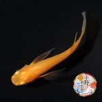 画像4: 紅帝リアルロングフィン Lサイズ 1ペア 〜小野めだかブリード〜 (4)