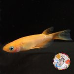 画像3: 紅帝リアルロングフィン Lサイズ 1ペア 〜小野めだかブリード〜 (3)