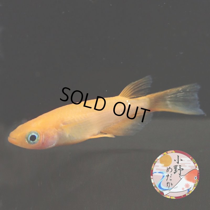 画像3: 紅帝リアルロングフィン Lサイズ 1ペア 〜 小野めだかブリード 〜 (3)