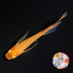 画像2: 紅帝リアルロングフィン Lサイズ 1ペア 〜小野めだかブリード〜 (2)