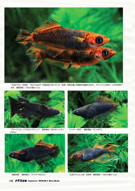 画像8: メダカ百華 Vol.20 (8)