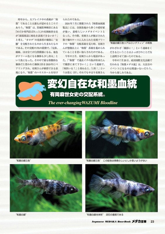 画像11: メダカ百華 Vol.20 (11)