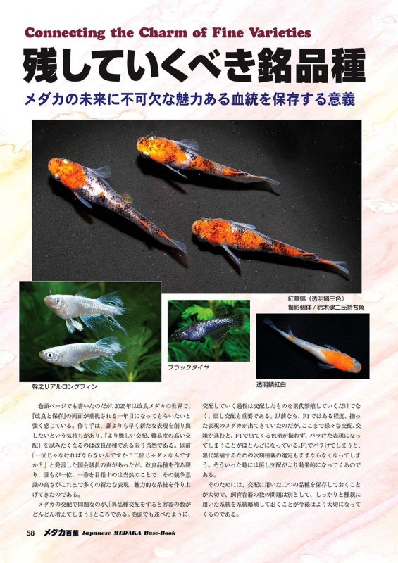 画像14: メダカ百華 Vol.20 (14)