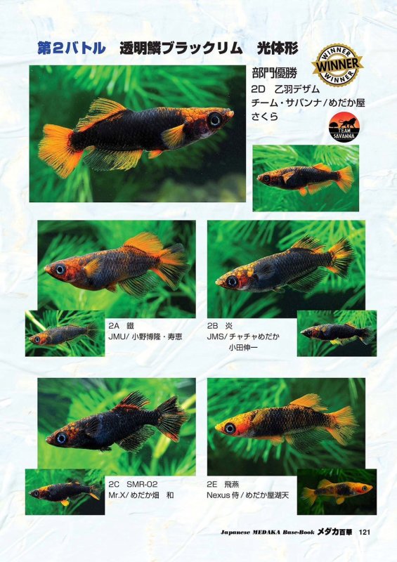 画像7: メダカ百華 Vol.20 (7)